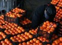 110 تن میوه شب عید در بانه توزیع می شود