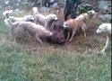دستگیری شکارچی متخلف گراز در بانه از طریق فضای مجازی
