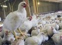 بهره برداری از 3 طرح گازرسانی به  واحد های مرغداری در بانه همزمان با دهه فجر