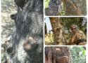 آغاز بهره برداری از شیره درختان بنه در 30 روستای بانه