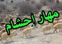 مهار 208 رأس دام قاچاق در مرز بانه