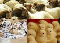کشف محموله های قاچاق در نوار مرزی بانه