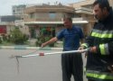 زنده گیری مار از داخل خودروی وانت بار در بانه