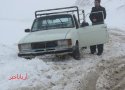عکس/  مهمان سفید در  بانه بازهم دردسر ساز شد
