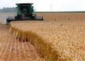 پول 96 درصد از گندمکاران بانه ای پرداخت شده است