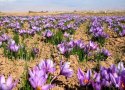 برداشت زعفران در بانه آغاز شد/ پيش بيني برداشت بيش از يك كيلو گرم زعفران از مزارع بانه