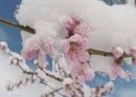 خسارت 58 میلیاردی سیل و سرما به محصولات کشاورزی در بانه
