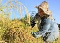 ترغیب کشاورزان برای بیمه کردن محصولات در بانه ضروری است