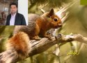 همایش حمایت از سنجاب ایرانی در بانه برگزار می شود