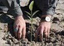2500 اصله نهال در بانه غرس و توزیع می شود