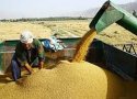 خريد گندم در بانه امسال 4000 تن افزايش يافت