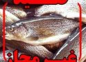 دستگیری صیاد متخلف با دستگاه برق در بانه