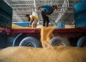خرید بیش از 3 هزار تن گندم از کشاورزان بانه ای توسط مراکز خرید