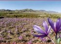 کاشت زعفران برای اولین بار در بانه