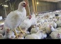 مرغداری گوشتی 20 هزار قطعه ای در روستای بنه خوی بانه افتتاح شد