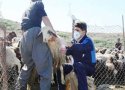 کانون بیماری دامی در روستای همزلان بانه مهار شد