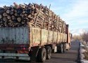 معمای قاچاق چوب در زاگرس
