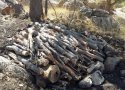 عامل قطع درختان جنگلی در بانه شناسایی شد