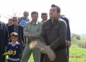 13 قطعه کبک در دامان طبیعت بانه رهاسازی شدند + تصاویر