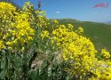 طبیعت زیبای  بانه در بهار به روایت تصویر