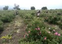 برداشت گل محمدی در بانه/ اولین گلاب گیری در بانه انجام می شود