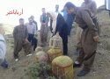 رها سازی شش قطعه کبک در بانه +تصاویر