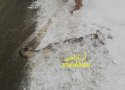 مرگ مشکوک یک قلاده گرگ در بانه