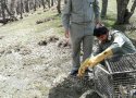 گزارش تصویری از عملیات رهاسازی سنجاب توسط پرسنل محیط زیست بانه