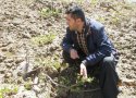 تگرگ به 1300 هکتار از باغات و زمین های زراعی بانه خسارت زد