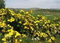 گزارش تصویری از زیبایی های طبیعت در شهرستان بانه/1