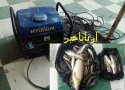 کشف ۵۱ قطه ماهی و موتور برق از متخلفین در بانه