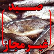 دستگیری صیاد متخلف با دستگاه برق در بانه