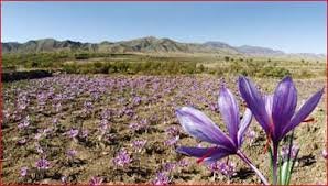 کاشت زعفران برای اولین بار در بانه
