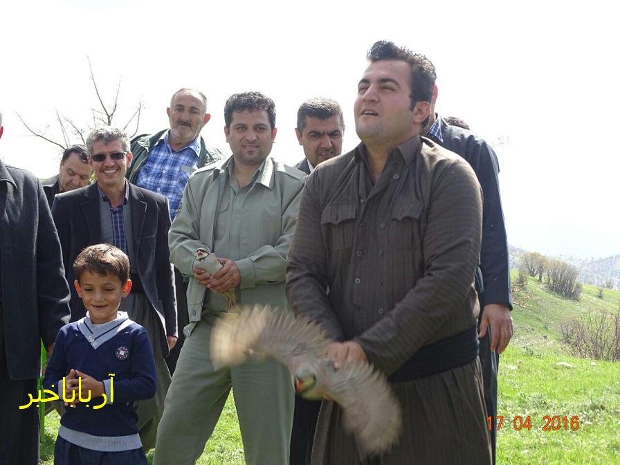 13 قطعه کبک در دامان طبیعت بانه رهاسازی شدند + تصاویر