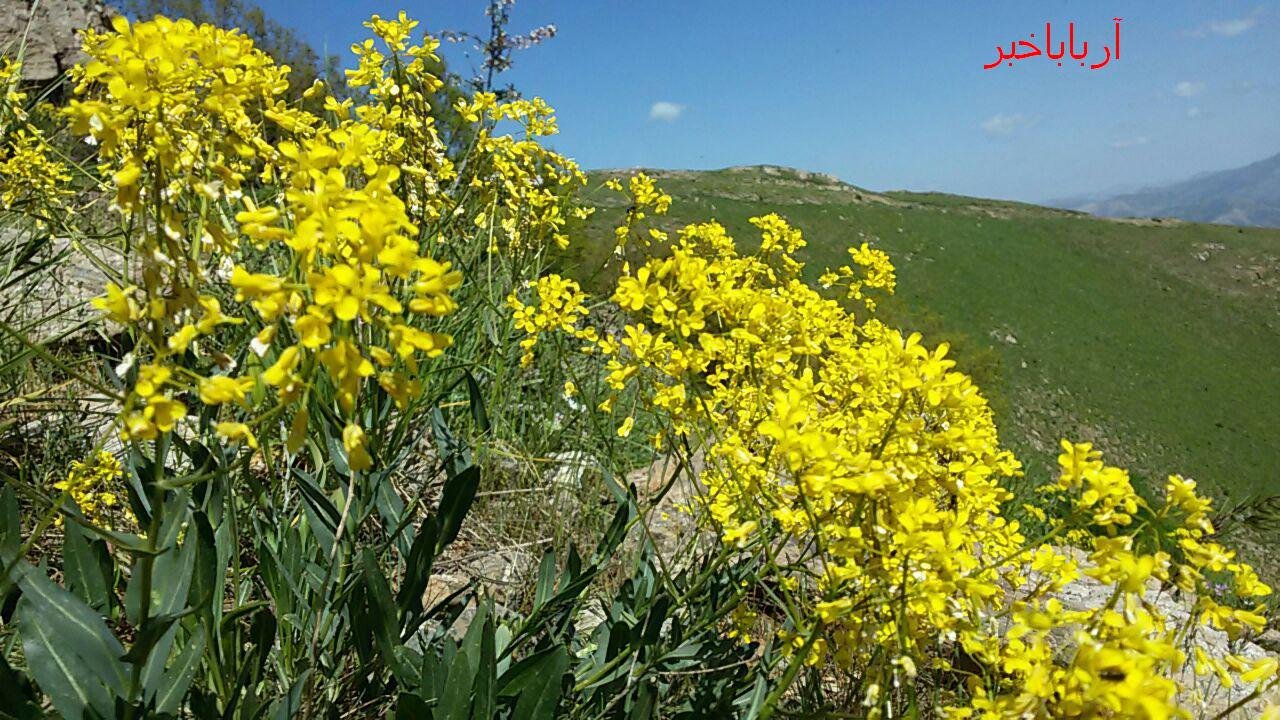 طبیعت زیبای  بانه در بهار به روایت تصویر