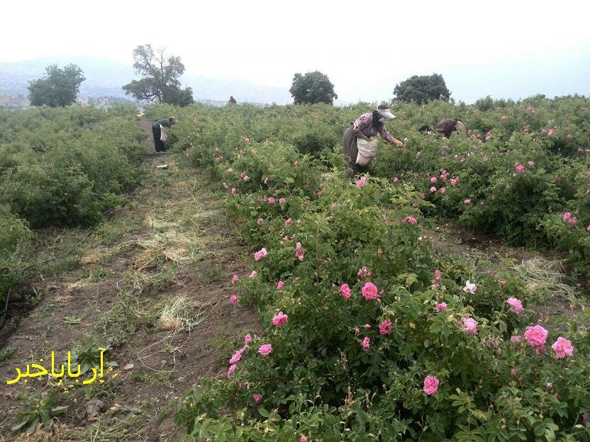 برداشت گل محمدی در بانه/ اولین گلاب گیری در بانه انجام می شود