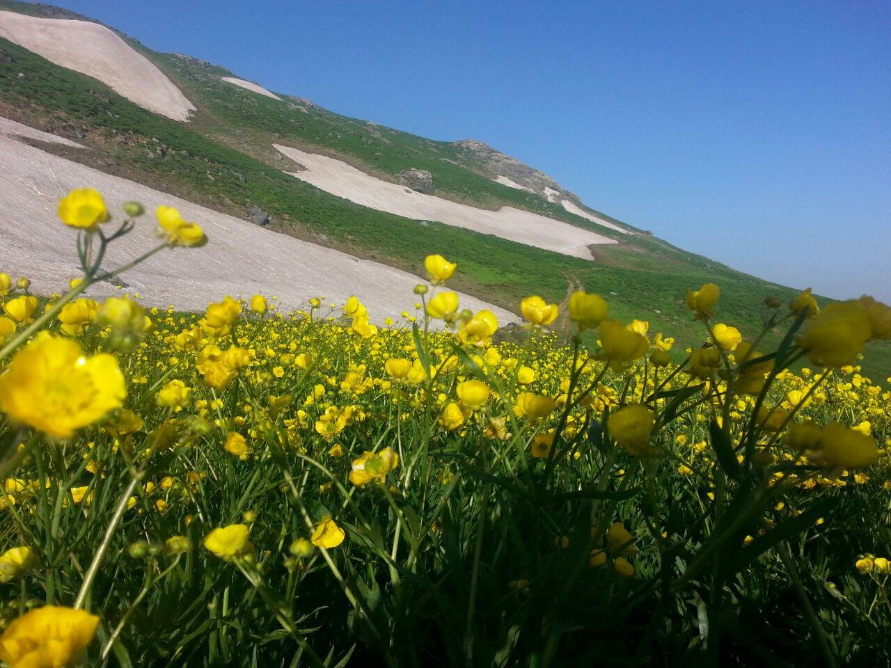 طبیعت کوهستان های بانه در اوسط خرداد + تصاویر