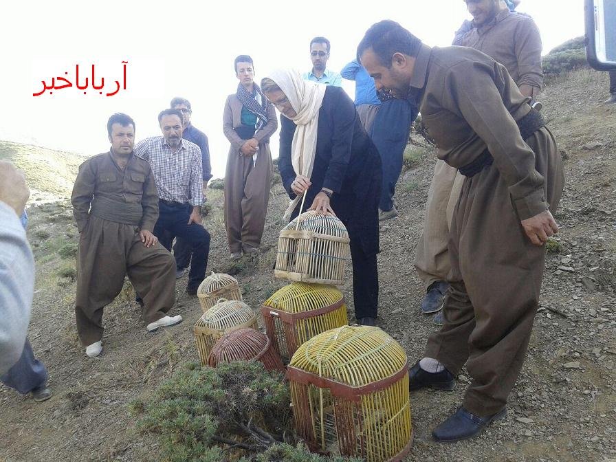 رها سازی شش قطعه کبک در بانه +تصاویر