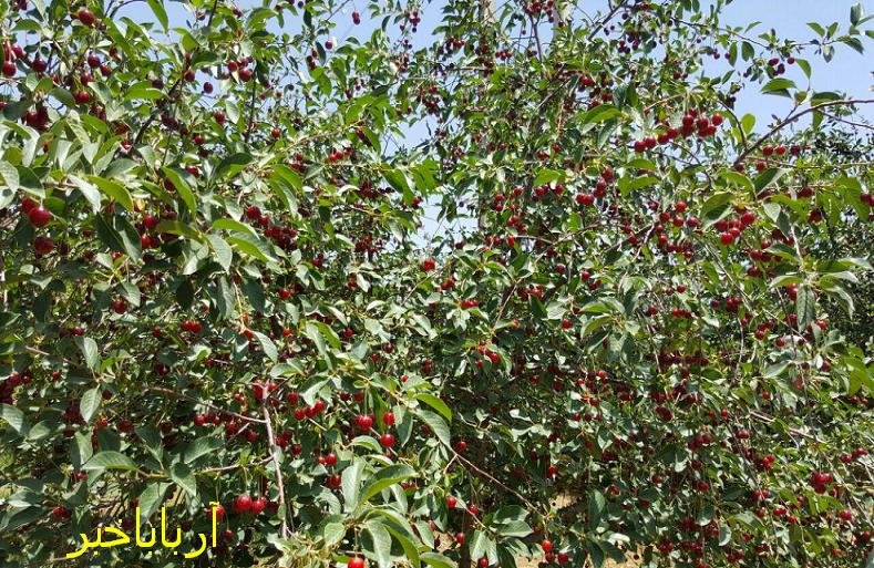 پیش بینی برداشت 400 تن آلبالو از باغ های بانه