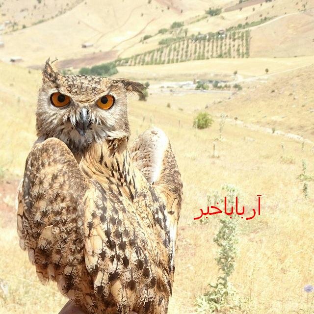 دو قطعه "شاه بوف" زخمی در بانه مداوا و در طبیعت بانه رهاسازی شدند