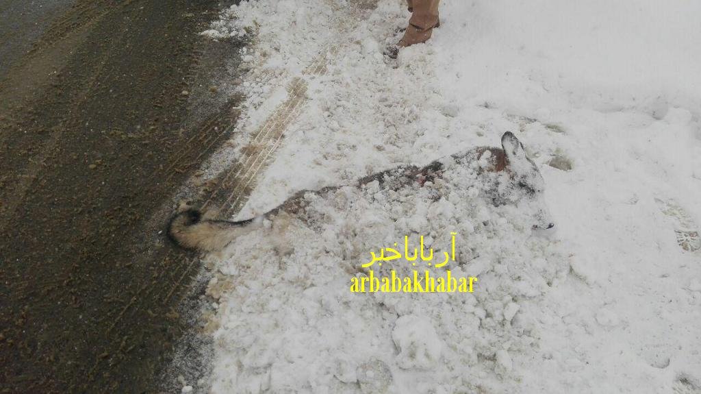 مرگ مشکوک یک قلاده گرگ در بانه