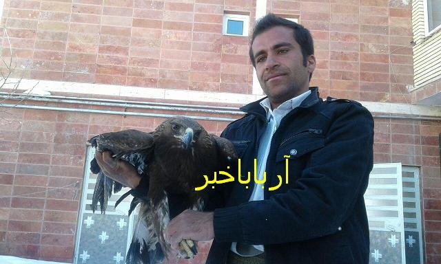 عقاب زخمی توسط دوستدار حیات وحش در بانه تحویل اداره محیط زیست داده شد