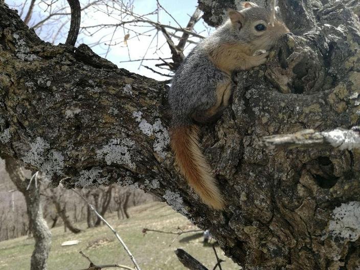 36 بتانه سنجاب در جنگل های بلوط بانه رهاسازی شدند
