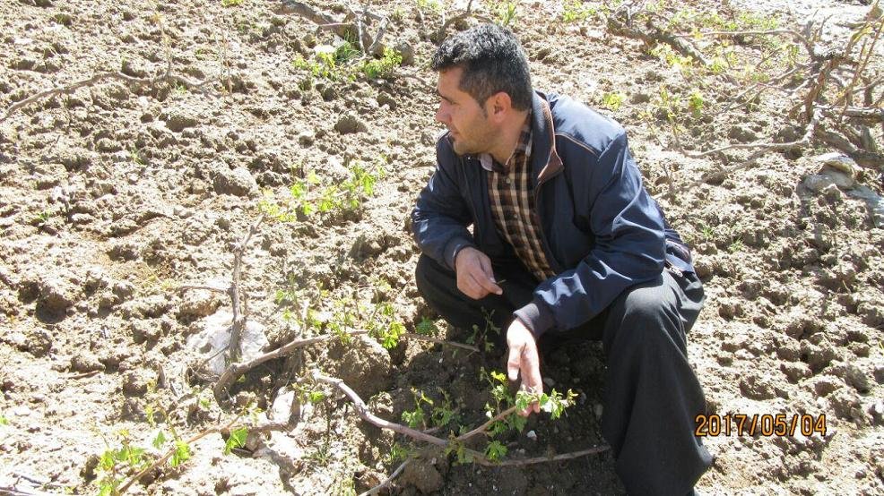 تگرگ به 1300 هکتار از باغات و زمین های زراعی بانه خسارت زد