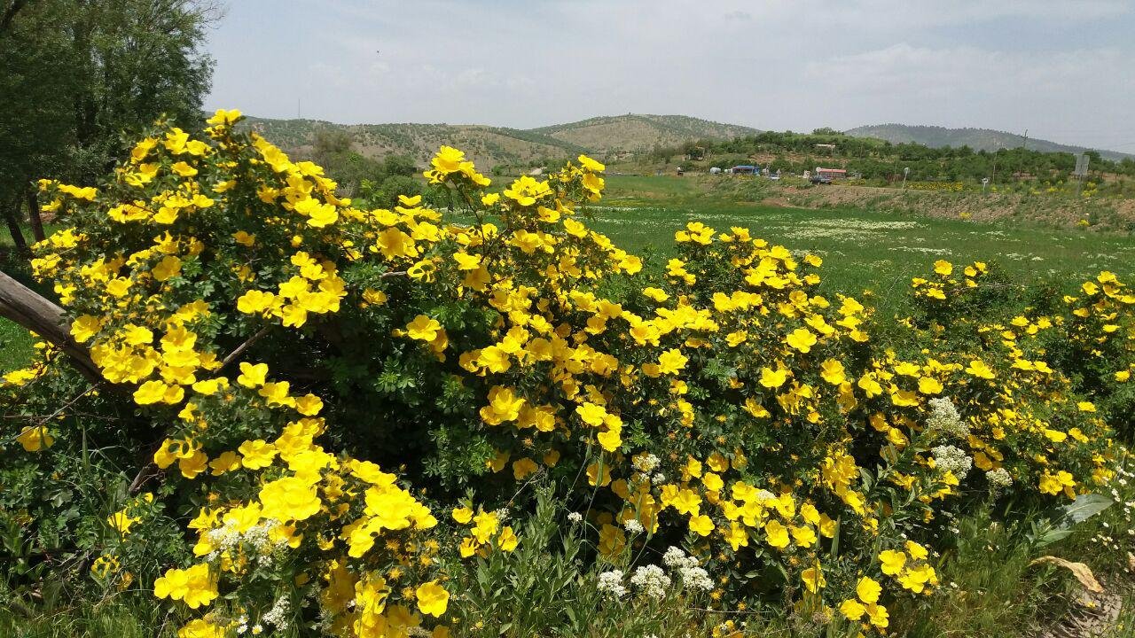 گزارش تصویری از زیبایی های طبیعت در شهرستان بانه/1