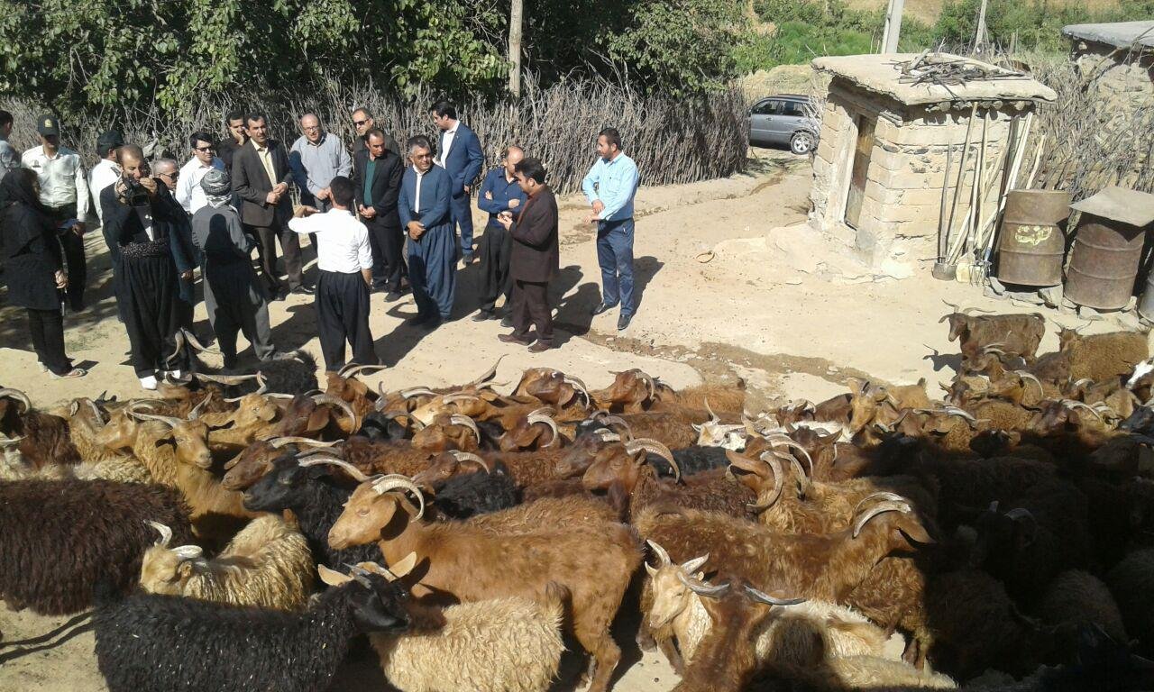 پرورش دهندگان بز مرغز در بانه از خدمات ویژه ای برخوردار می شوند