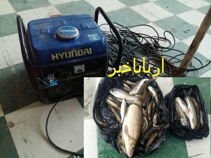کشف ۵۱ قطه ماهی و موتور برق از متخلفین در بانه