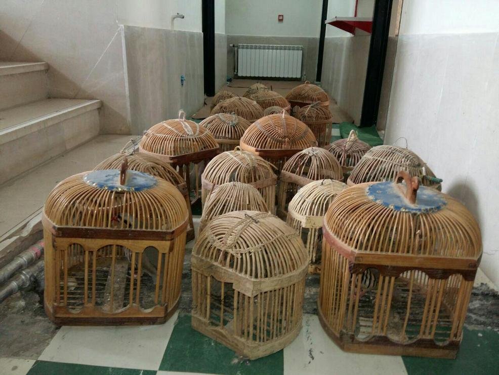 کشف و ضبط 18 قطعه کبک از یک منزل مسکونی در بانه