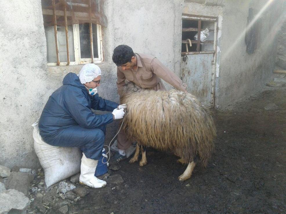فاز سوم واکسیناسیون تب برفکی در بانه آغاز شد