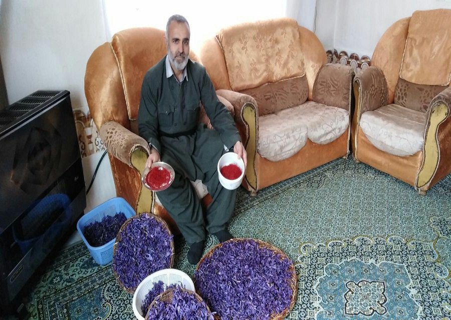 برداشت 4530 گرم طلای سرخ در شهرستان بانه